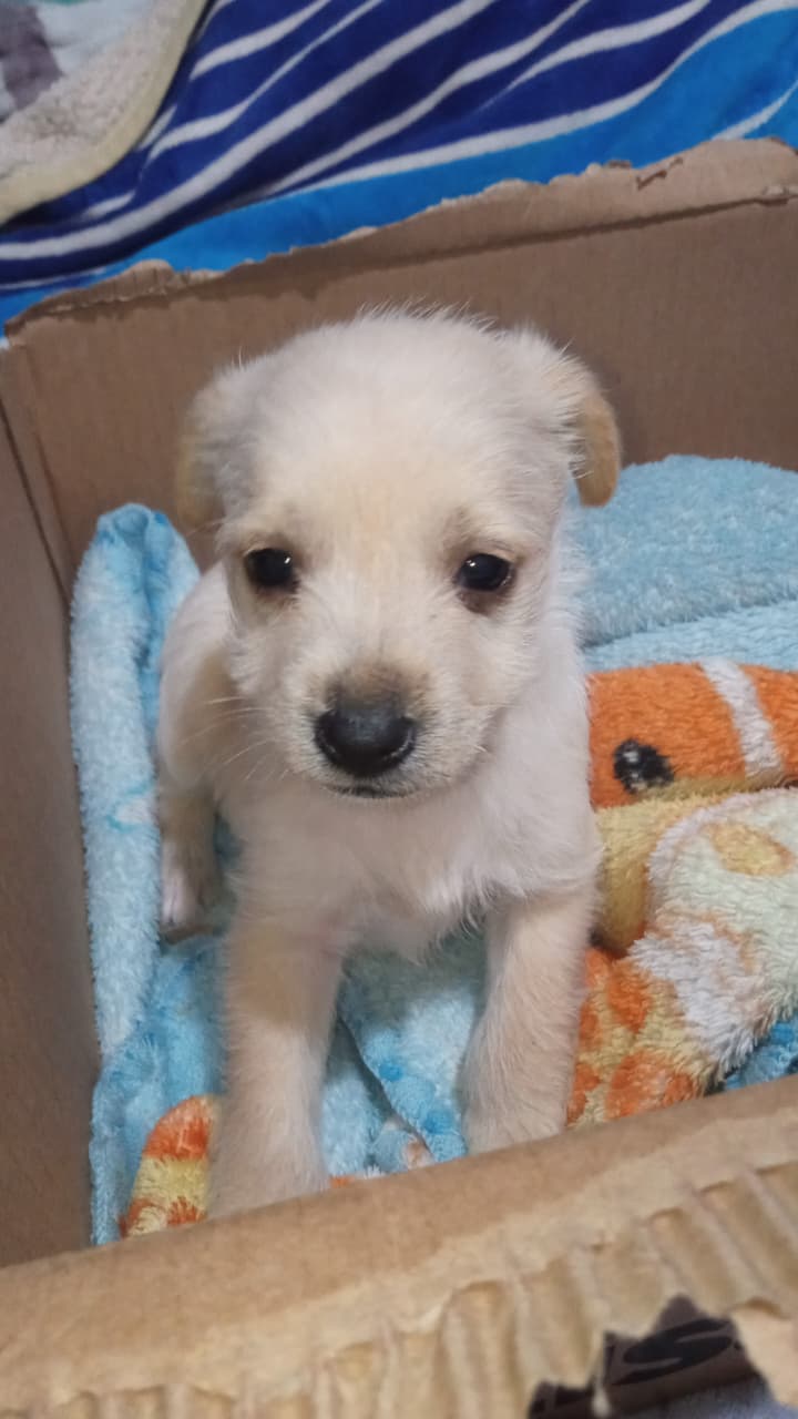 Ayuda refugio de animales sagrado corazon