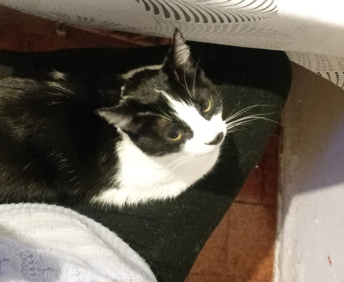 Rifa para el tratamiento veterinario de mi gata